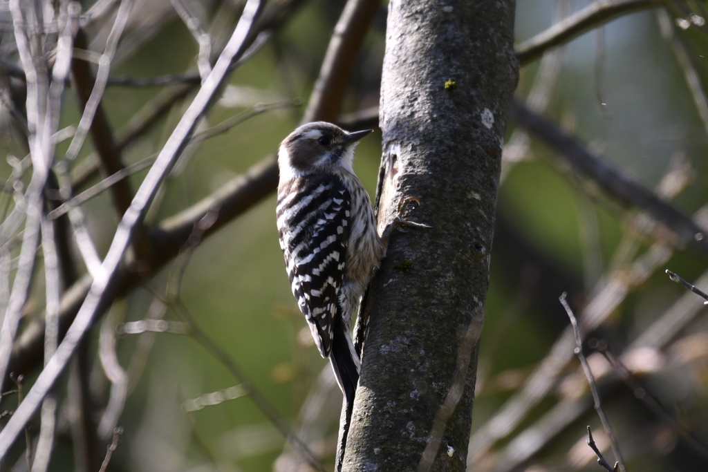可愛いコゲラちゃん