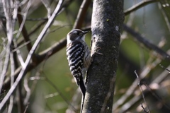 可愛いコゲラちゃん