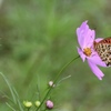 咲き始めの秋桜と蝶