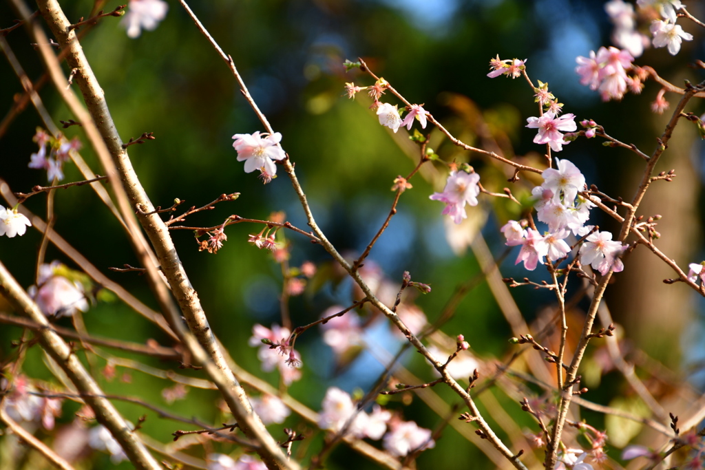 初冬の桜
