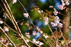 初冬の桜