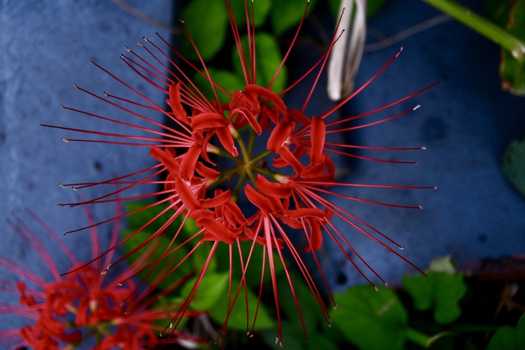 紅の秋