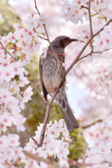 ヒヨドリのスイーツタイム