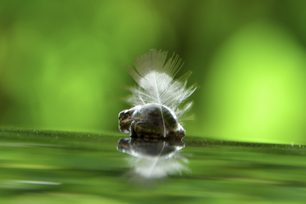 オシャレな雨蛙（後ろから）