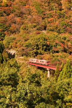 紅葉と越美北線