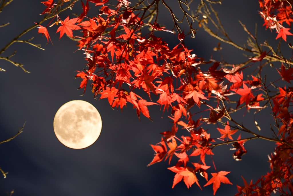 月うさぎ 紅く染まるは モミジかな