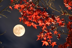 月うさぎ 紅く染まるは モミジかな