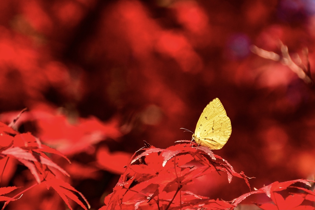 紅色の中の黄一点