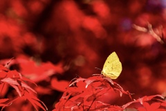 紅色の中の黄一点