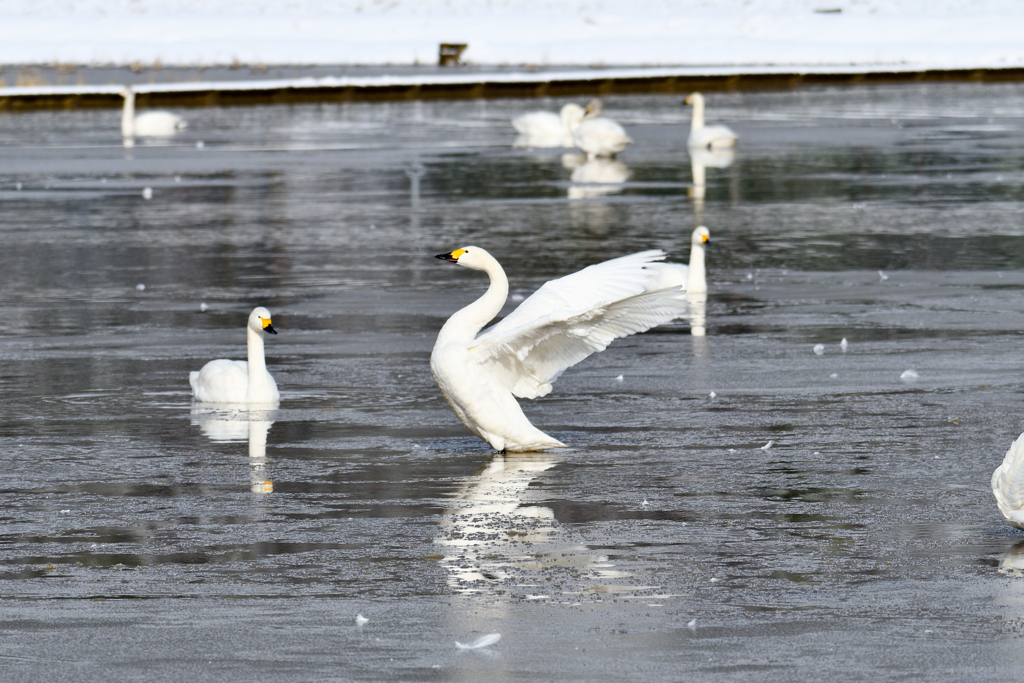 白鳥の湖…いや、白鳥の田んぼ