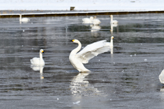白鳥の湖…いや、白鳥の田んぼ