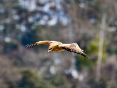 ピーヒョロロロ