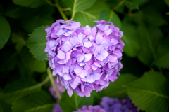 ハート紫陽花