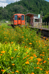 キバナコスモスの咲く駅
