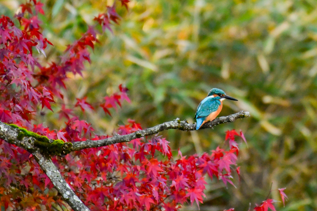 紅葉とカワセミ