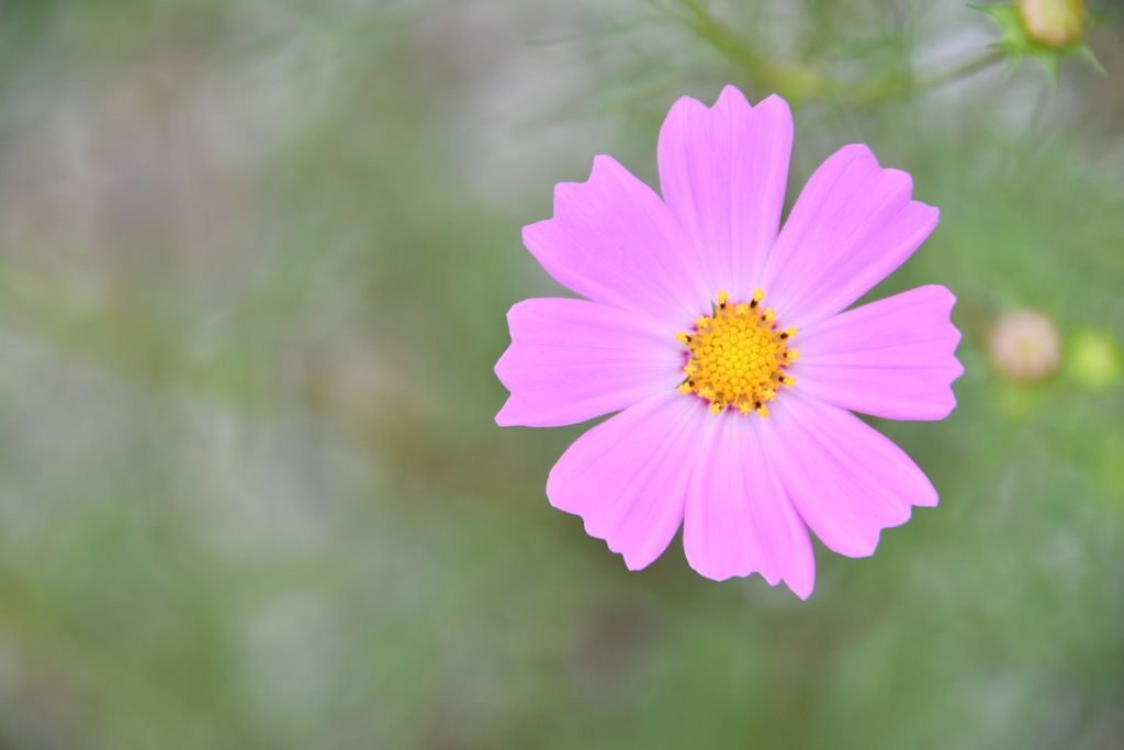 薄紅の秋桜