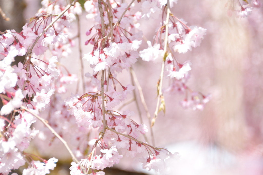 しだれ桜