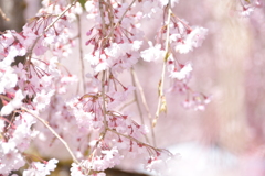 しだれ桜