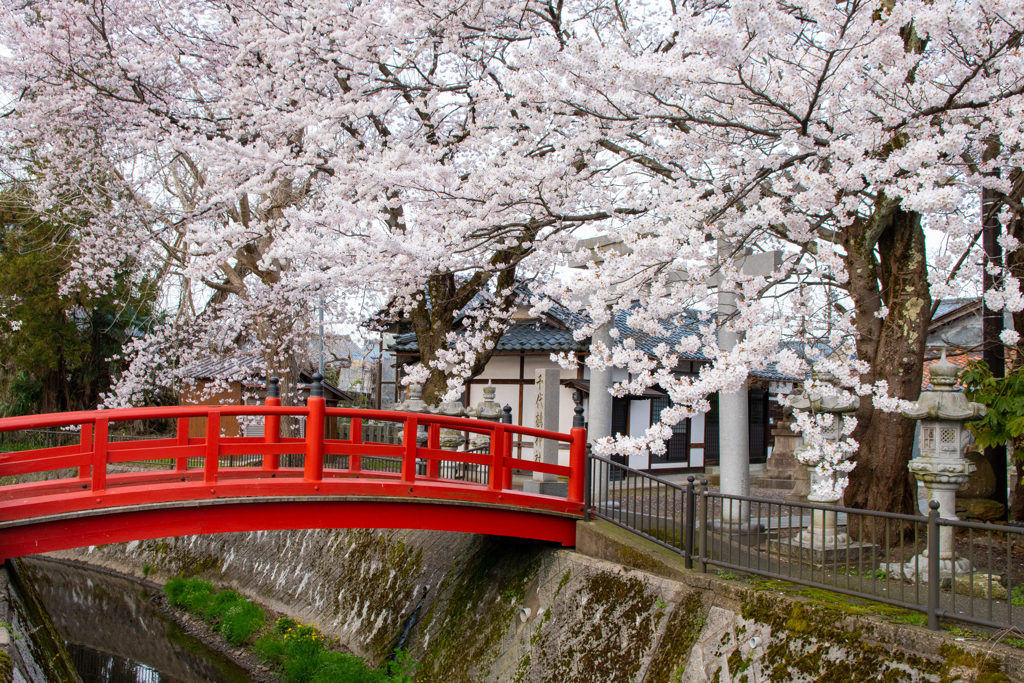 満開の桜と千代鶴神社の橋