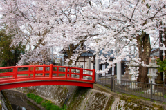 満開の桜と千代鶴神社の橋