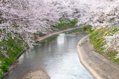 桜満開