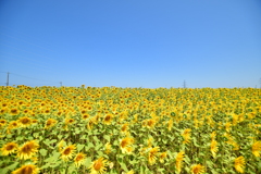 ひまわり畑と空と