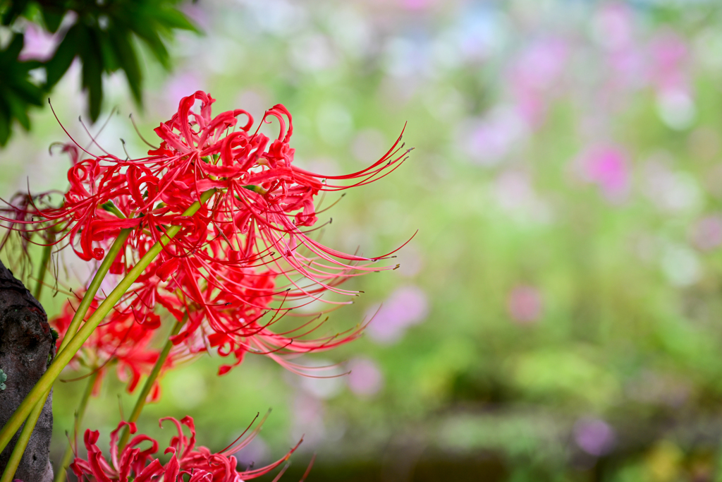 秋の花のコラボレーション
