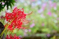 秋の花のコラボレーション
