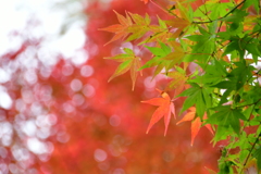 グラデーション