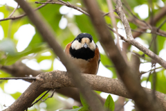 何か御用ですか？