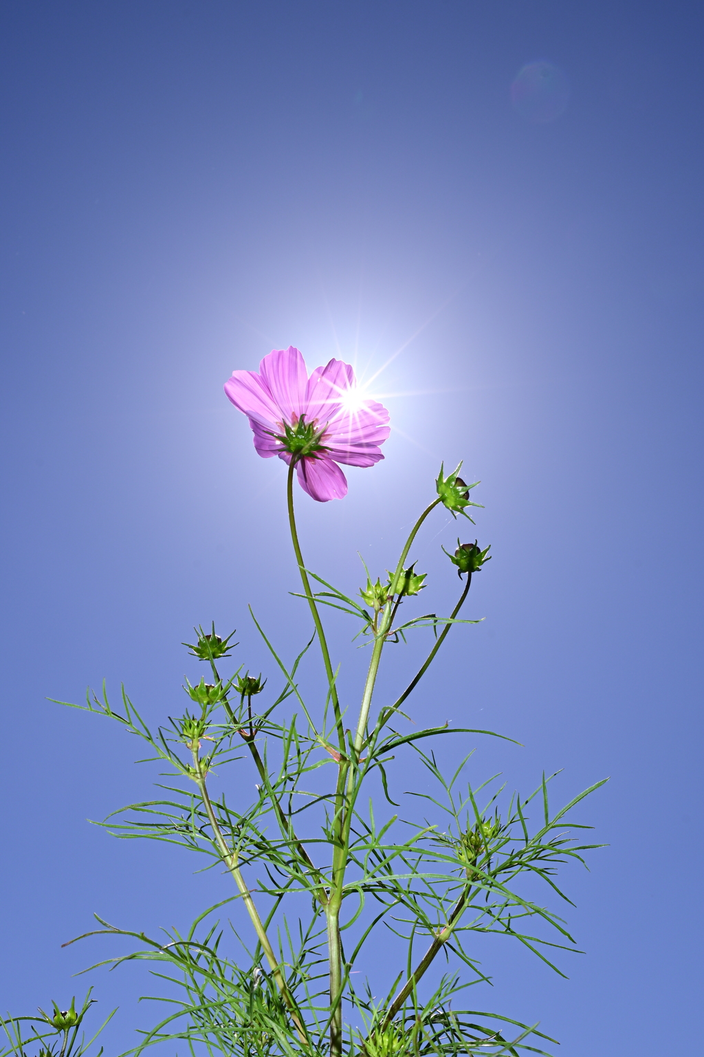 秋桜