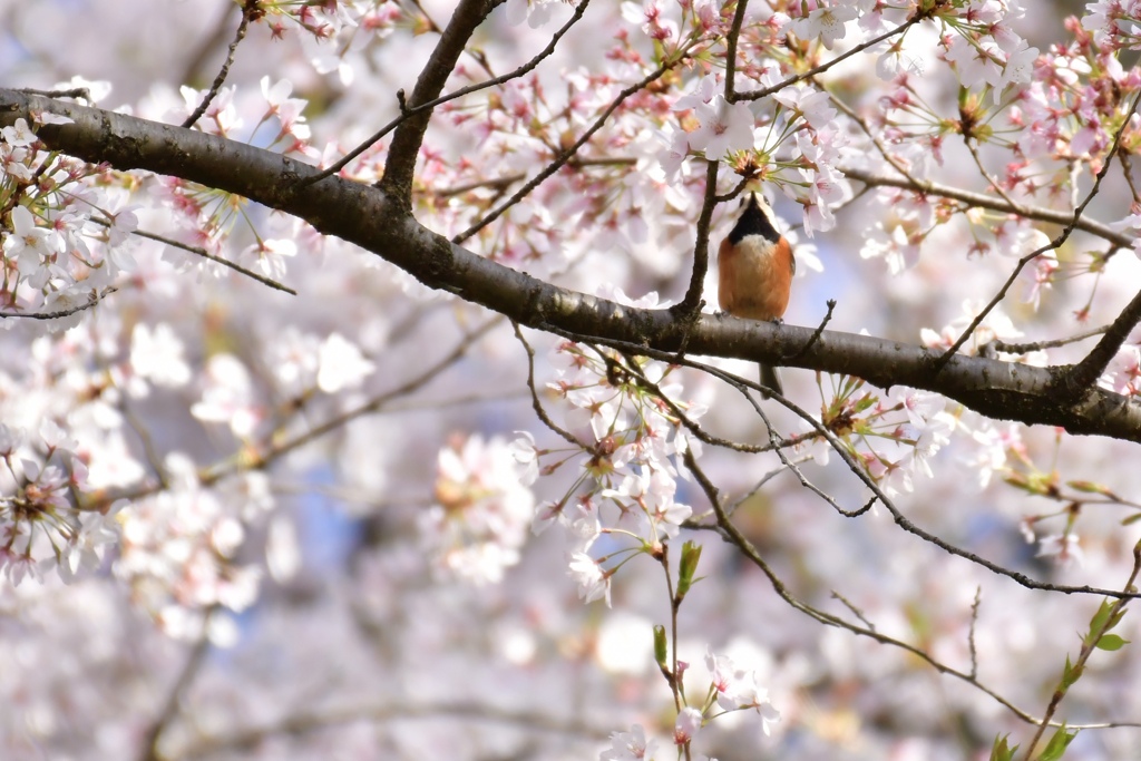 桜とヤマガラ