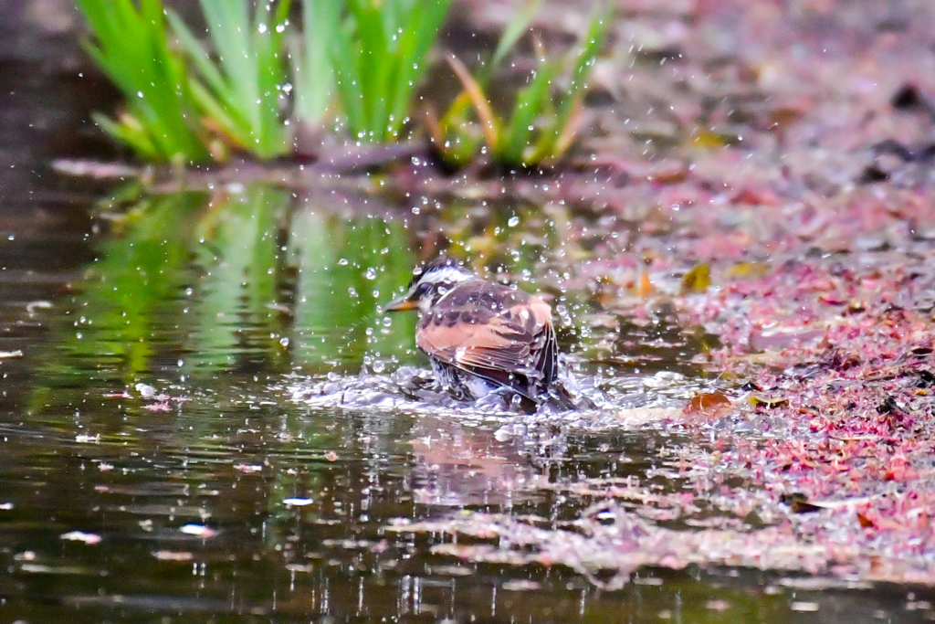 ツグミのシャワータイム