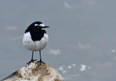 モノトーンバード