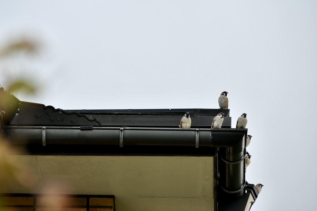 スズメの学校