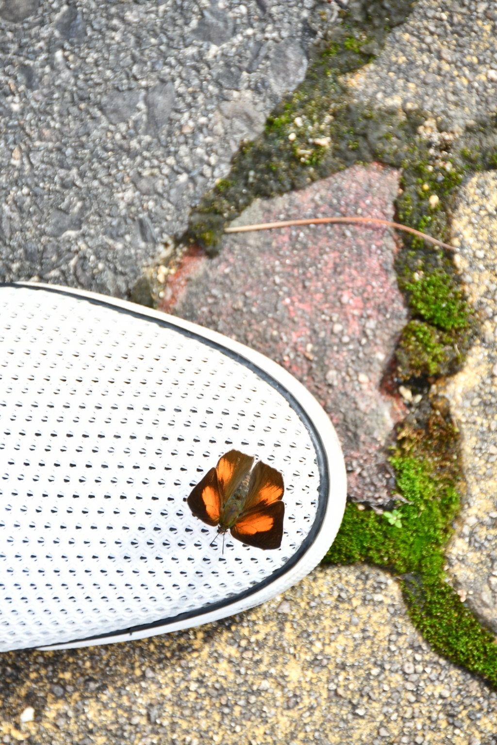 靴に甘えるウラギンシジミ蝶