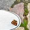 靴に甘えるウラギンシジミ蝶
