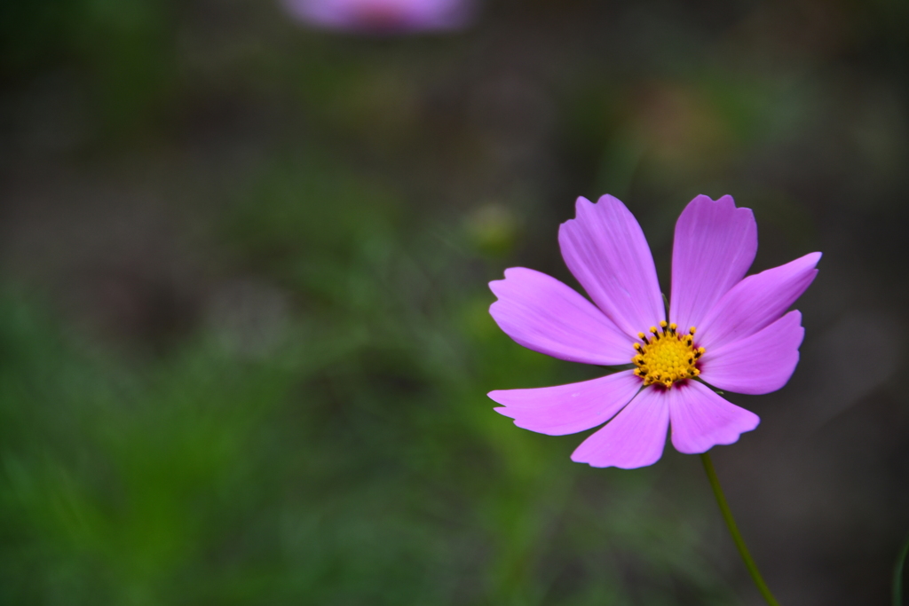 一輪の秋桜