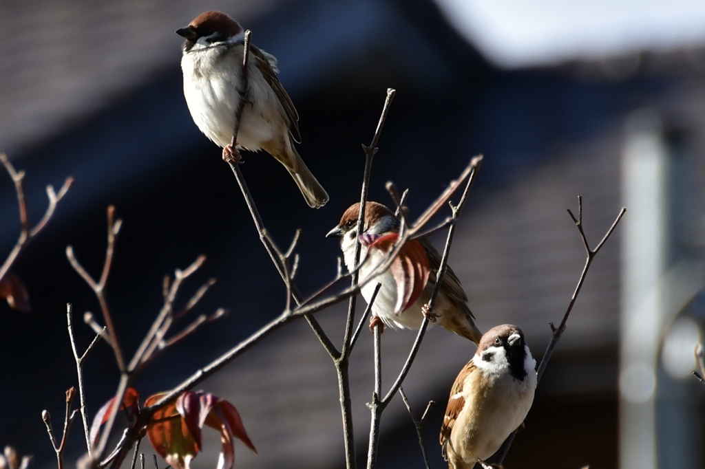 三羽烏ならぬ三羽雀
