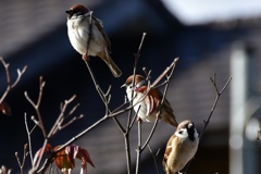 三羽烏ならぬ三羽雀