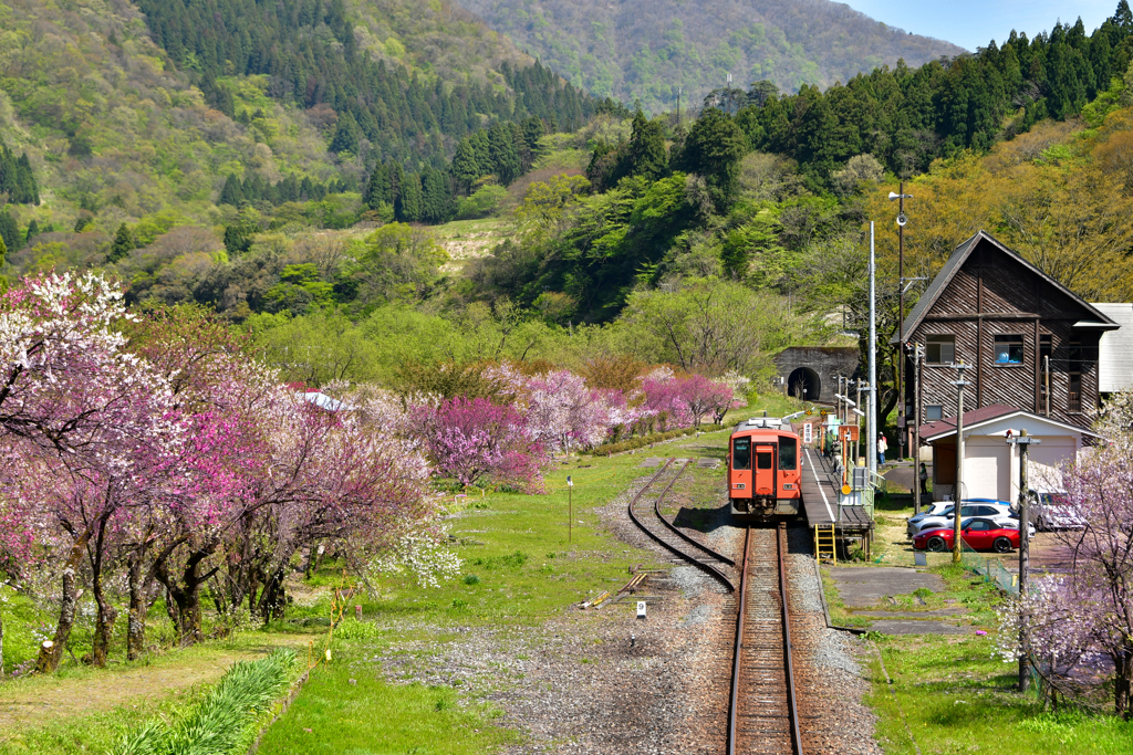 花桃とローカル線