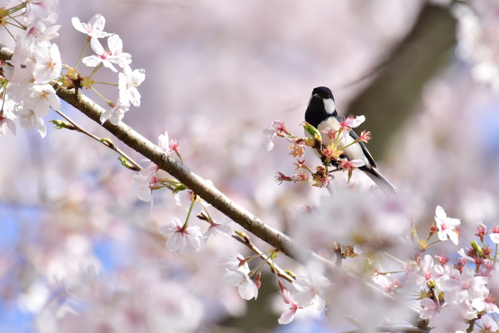 桜とシジュウカラ