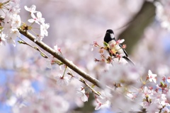 桜とシジュウカラ