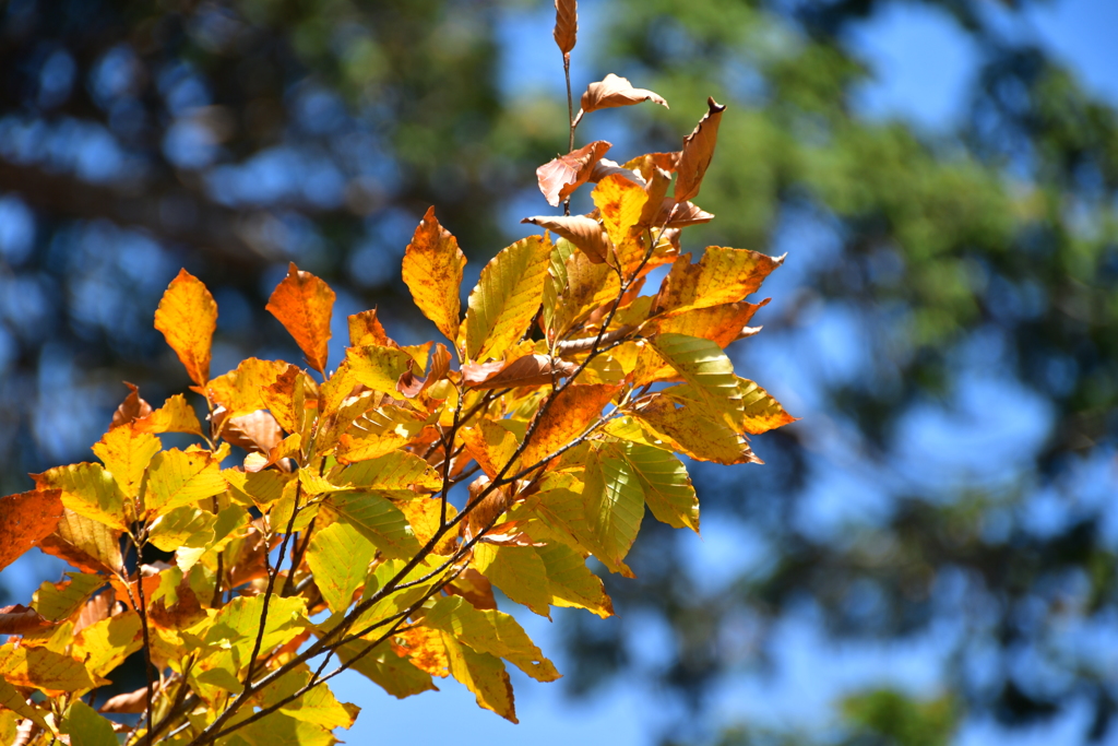 あ黄色に染まる