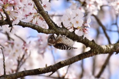 桜とコゲラ