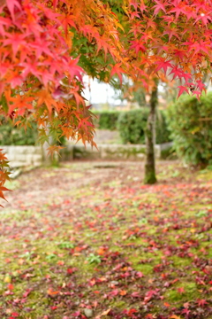 落葉と紅葉