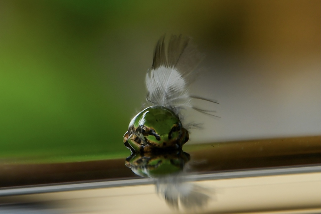 オシャレな雨蛙（正面から）
