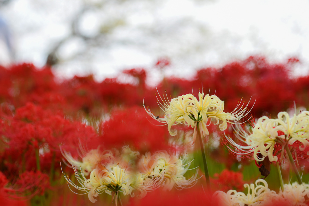 Lycoris albifora