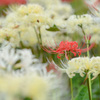 Lycoris radiata