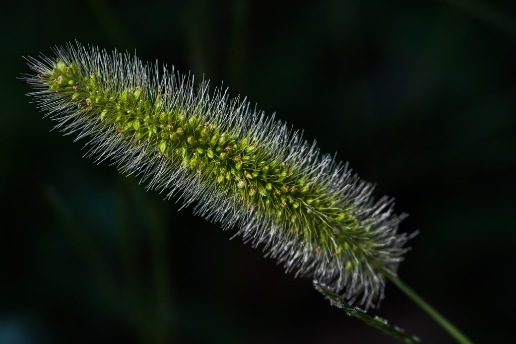 狗尾草